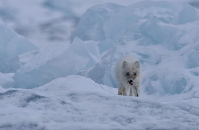 Renards Arctiques au Spitzberg