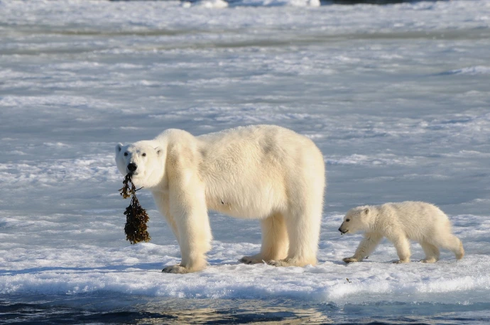 L'ours polaire au Spitzberg