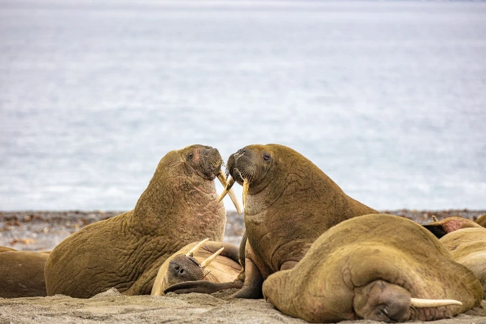 Morses au Spitzberg