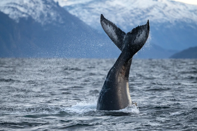 Baleines au Spitzberg