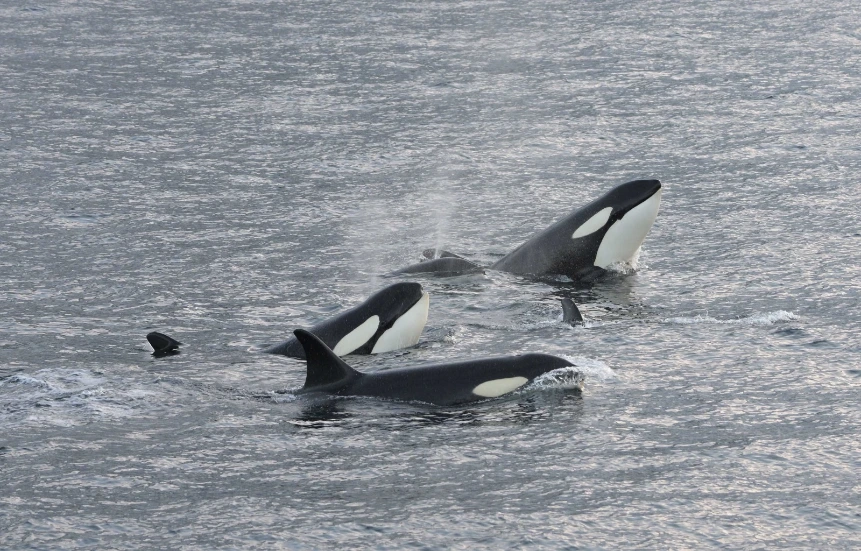 Aurores Baie de Skjervoy
